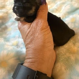 Brandy - Black and tan female Chihuahua puppy in Beaumont, Texas from Anastasia’s Tiny Pupps