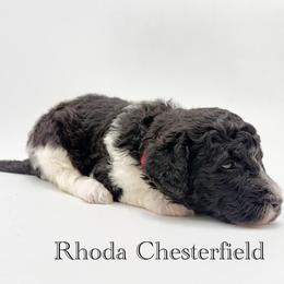 Rhoda Chesterfield - Parti female Goldendoodle puppy in Milford, Pennsylvania from Doodles Are Golden