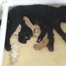 Goldendoodle and Poodle Puppies from Hatten Homestead Doodles