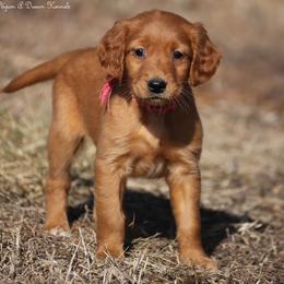 Eve's Pink Girl - Dark golden female Golden Retriever puppy in Idaho Falls, Idaho from Once Upon A Dream Kennels