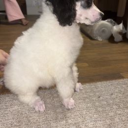 Dalmatian and Poodle Puppies from Exquisite Dalmatians & Standard Poodles