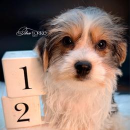 Parti' boy - Parti male Yorkshire Terrier puppy in Machesney Park, Illinois from Three Yorkie Family