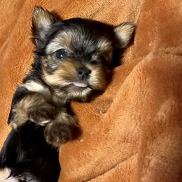 Yorkshire Terriers from De La Cruz Yorkies