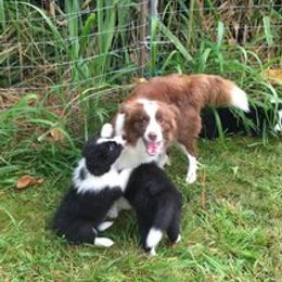 Border Collies from Covergaze Border Collies