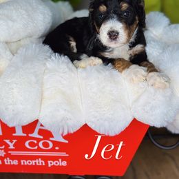 Jet - Tri-color male Bernedoodle puppy in West Jordan, Utah from Doodles Friend