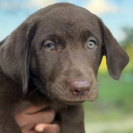 Luka - Chocolate male Labrador Retriever puppy in Archer Lodge, North Carolina from Archer Lodge Labradors