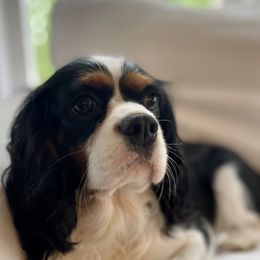 Georgie - Cavalier King Charles Spaniel