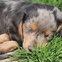 Dachshunds from Doxie Acres PA