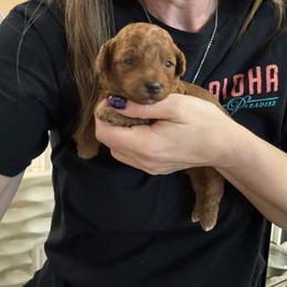 Gamora - Red  female Poodle puppy in Cedar City, Utah from Precious Paws Ranch