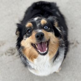 Heidi - Miniature Australian Shepherd