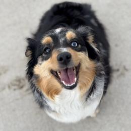 Heidi - Miniature Australian Shepherd