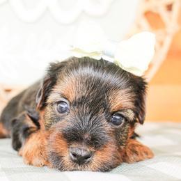 Abbie - Black and tan female Yorkshire Terrier puppy in Hugo, Oklahoma from Ann R.