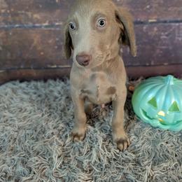 Ranger - male Long Haired Weimaraner puppy in Evart, Michigan from Drehbar Weimaraners