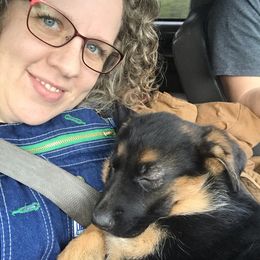 German Shepherd Puppies from Oregon German Shepherds