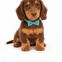 Matteo - Chocolate and tan male Dachshund puppy in Illinois from William Rotsaert