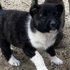 Sis - Brindle Armenian Gampr puppy in Mountain Meadows, California from Four Kings Ranch