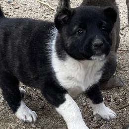 Sis - Brindle Armenian Gampr puppy in Mountain Meadows, California from Four Kings Ranch
