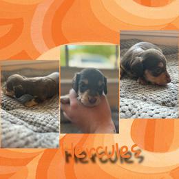 Hercules - Chocolate and tan male Dachshund puppy in Brazil, Indiana from King Duke Dachshunds