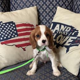 Cavalier King Charles Spaniel Puppies from CAVALMAGNE