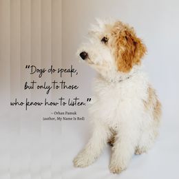 Aussiedoodle, Miniature Australian Shepherd, and Poodle Puppies from Fine and Dandy Aussiedoodles