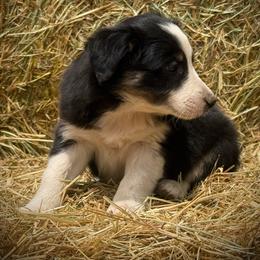 Millie - Tri-color female Border Collie puppy in North Lakeport, California from Akins Aussies/Wild Rose Ranch