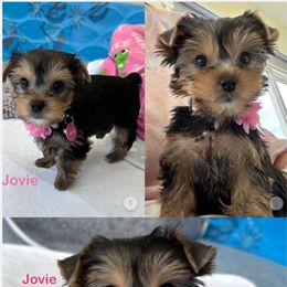 Yorkshire Terrier Puppies from Yorkie Paw