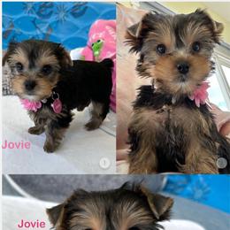 Yorkshire Terrier Puppies from Yorkie Paw