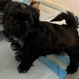 Charlie - Black male Shih Tzu puppy in Scottdale, Pennsylvania from Nancy’s Majestic Shih Tzus