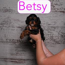 Betsy - Black and tan female Cavapoo puppy in Calhoun, Georgia from Happy Top Doodles