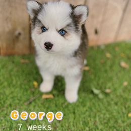George - Gray and white male Pomsky puppy in Winston, Oregon from Arctic Tails Spitz