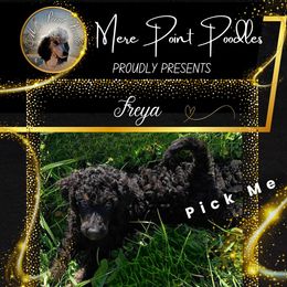 Freya (PRICE DROP) - Phantom Poodle puppy in Belgrade, Maine from Mere Point Poodles