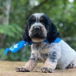 Maverick - Tri-Roan male English Springer Spaniel puppy in Crawford, Tennessee from Lilly Lane Spaniels