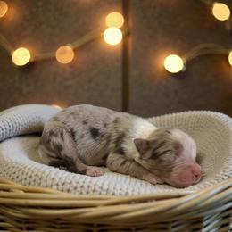 Slate - Red merle male Australian Shepherd puppy in Statesville, North Carolina from Charming Australian Shepherds