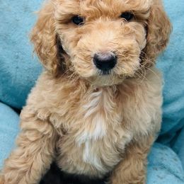 Poodle Puppies from Red Bayou Kennels, LLC