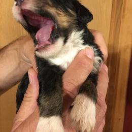 Bernedoodle Puppies from Montanas Mountain Bernedoodles
