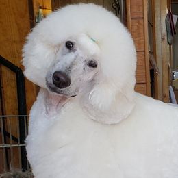 Sekhmet - Poodle