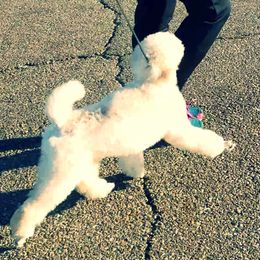 Chinese Crested and Poodle Puppies from En Vie