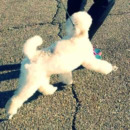 Chinese Crested and Poodle Puppies from En Vie