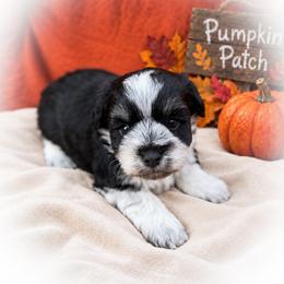 Flap'Jack' - Parti male Miniature Schnauzer puppy in Dorr, Michigan from Enchanted Paws