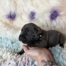 Black collar - Gray male Cane Corso puppy in Opelousas, Louisiana from Azelees Cane Corso