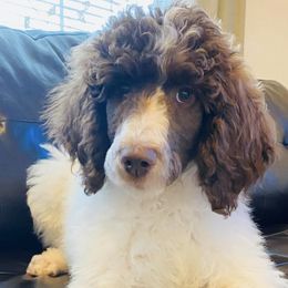 Aussiedoodles from SoCaL Finest Doodles