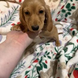 Holly - Cream female Dachshund puppy in Mountain Home, Arkansas from Furry Friends Kennel