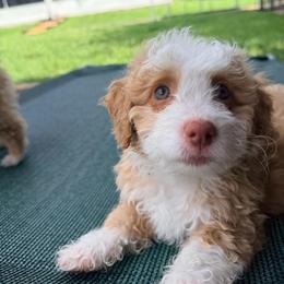 Sienna - Yellow and white female Bernedoodle puppy in Port Saint Lucie, Florida from Eastside Paws LLC