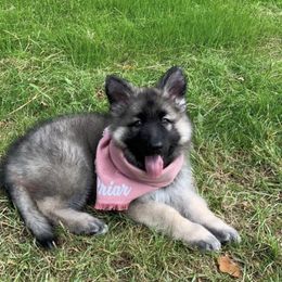 Shiloh Shepherd Puppies from NewMoon Shiloh Shepherds