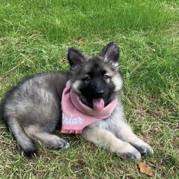 Shiloh Shepherd Puppies from NewMoon Shiloh Shepherds