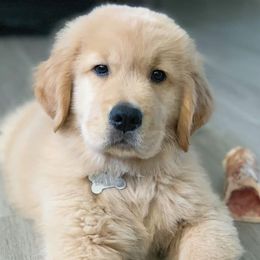 Golden Retriever Puppies from Broomfield Golden's