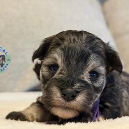 Willow - Salt and pepper female Miniature Schnauzer puppy in Magalia, California from NorCal Schnauzers