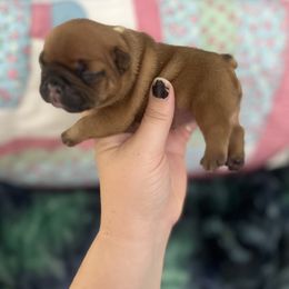 French Bulldog Puppies from The three little frenchies