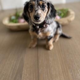 Daisy Mae - Dapple female Dachshund puppy in North Fort Myers, Florida from Trust Fund Devil Kennel