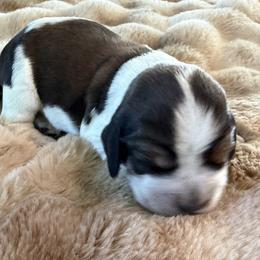 English Springer Spaniel puppies from vom King-Charles